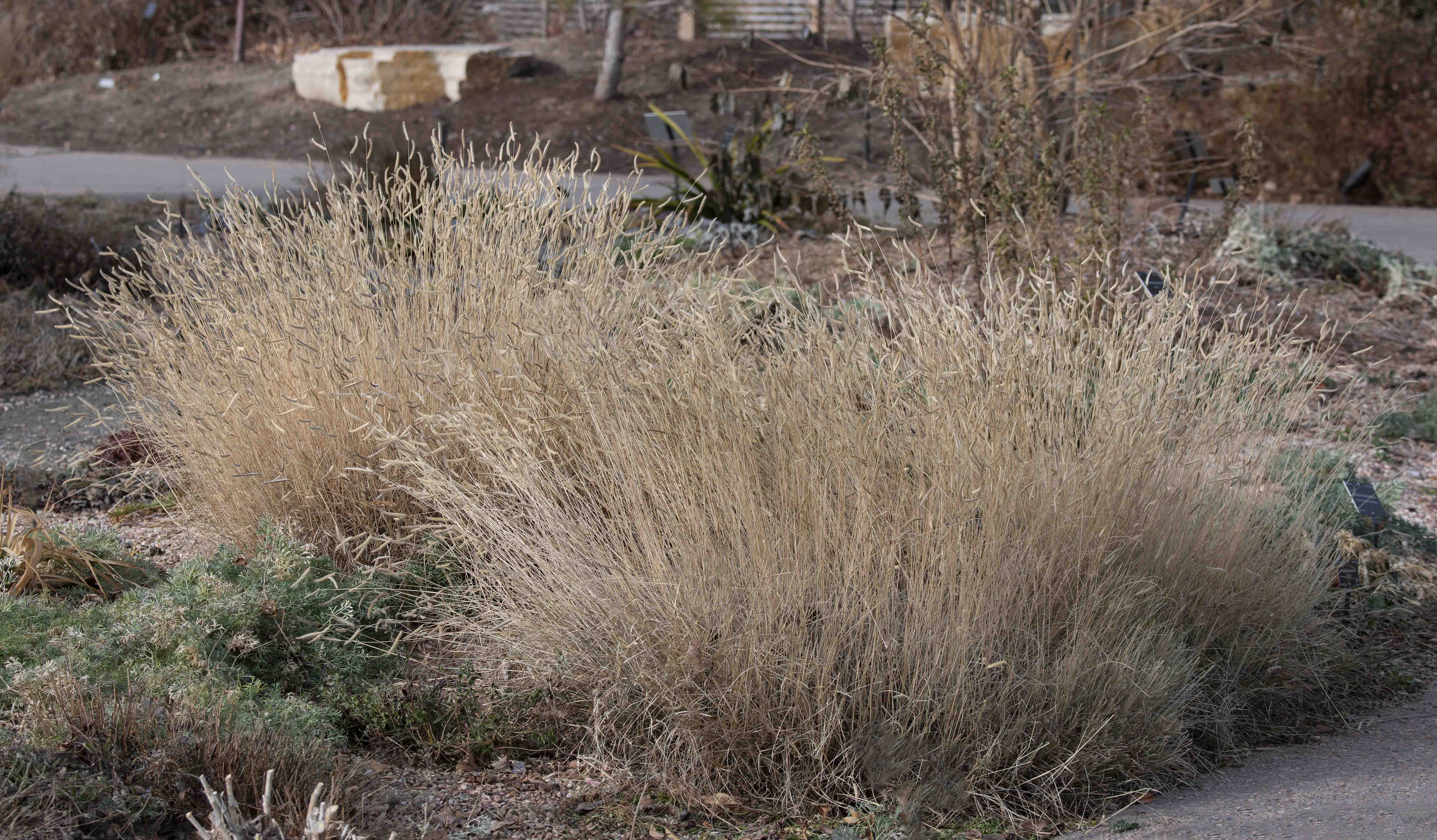 Blonde Ambition Blue Grama Grass